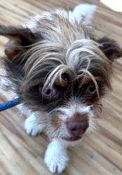 Found/Stray Male Dog last seen Near Dumont Dr, Richardson, TX 75080