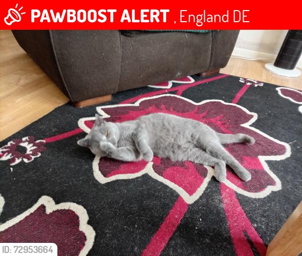 Lost Female Cat last seen St swithins close , , England DE22