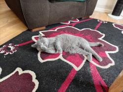 Lost Female Cat last seen St swithins close , , England DE22