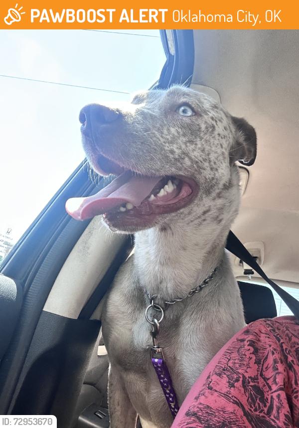 Found/Stray Female Dog last seen 122nd, Oklahoma City, OK 73102