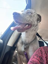 Found/Stray Female Dog last seen 122nd, Oklahoma City, OK 73102