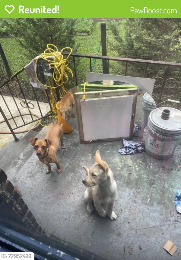 Reunited Female Dog last seen Glenwood Neighborhood , Chattanooga, TN 37404