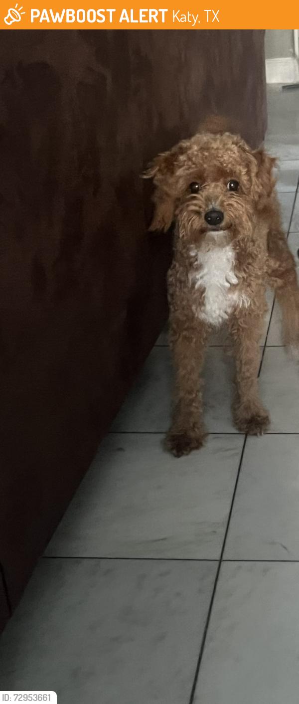 Found/Stray Male Dog last seen Greenhouse, Katy, TX 77449