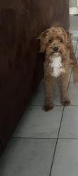 Found/Stray Male Dog last seen Greenhouse, Katy, TX 77449