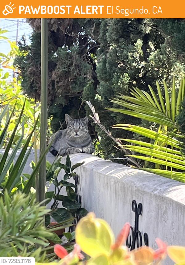 Found/Stray Male Cat last seen Near Standard Street in the alley, El Segundo, CA 90245