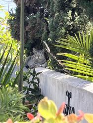 Found/Stray Male Cat last seen Near Standard Street in the alley, El Segundo, CA 90245