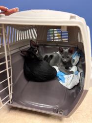 Found/Stray Unknown Cat last seen Holton Gripp Drive, Westheimer Lakes North, TX 77494