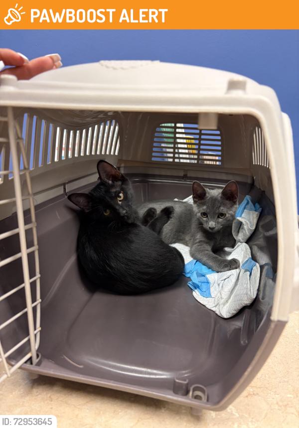 Found/Stray Unknown Cat last seen Holton Gripp Drive, Westheimer Lakes North, TX 77494