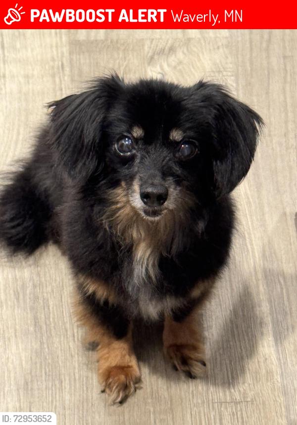 Lost Female Dog last seen 66th St SW & Crofoot Ave, Waverly, MN 55363