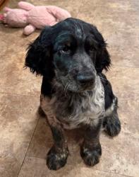 Reunited Female Dog last seen North meadow lane, Madison, WI 53705