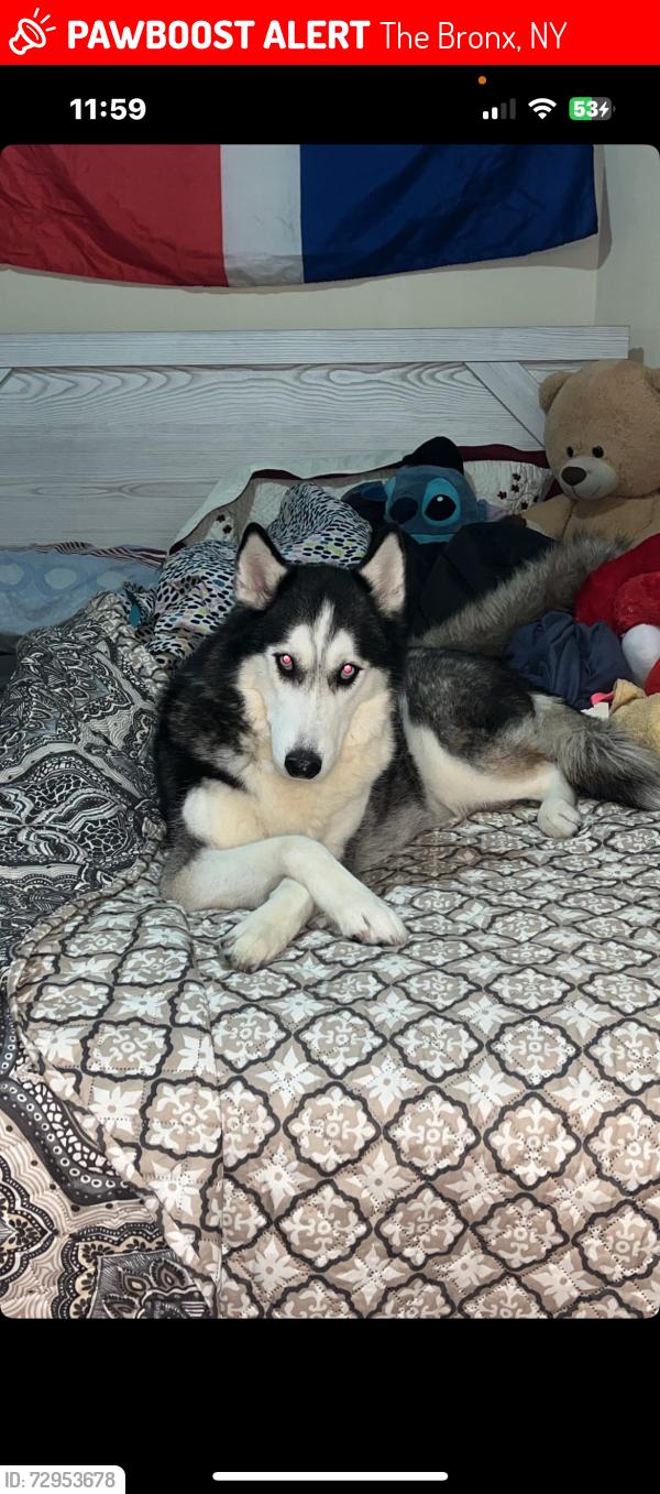 Lost Female Dog last seen Near longfellow stre, The Bronx, NY 10460