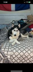 Lost Female Dog last seen Near longfellow stre, The Bronx, NY 10460