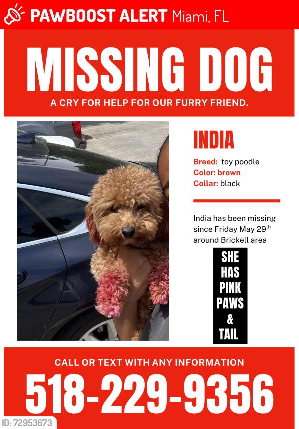 Lost Female Dog last seen Panorama tower, Miami, FL 33131
