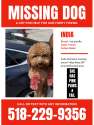 Lost Female Dog last seen Panorama tower, Miami, FL 33131