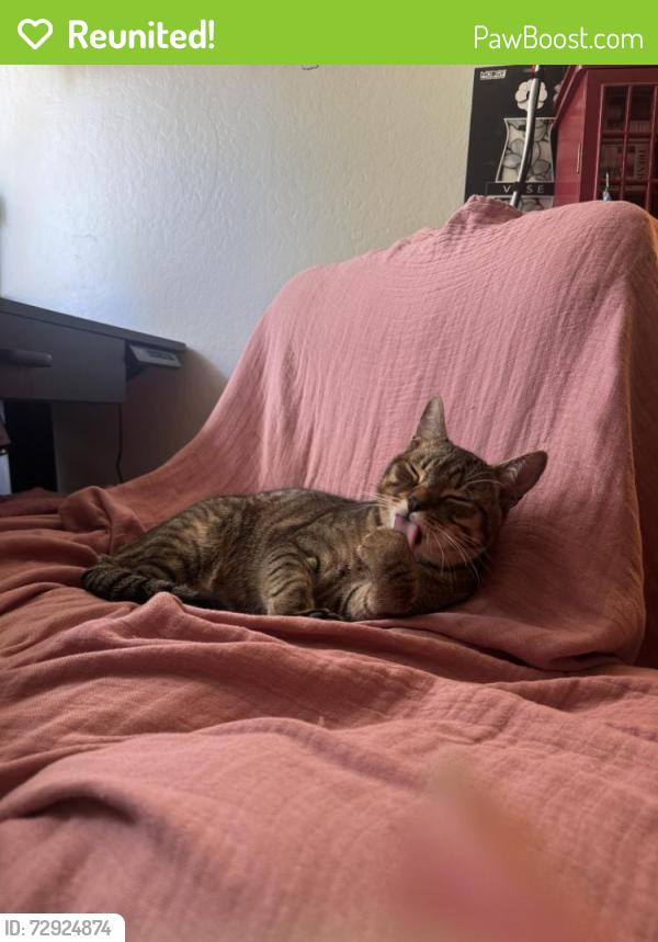 Reunited Male Cat last seen Kelly Street & Mansfield Avenue, Hayward, CA 94541
