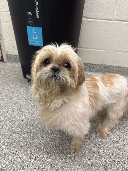 Shelter Stray Male Dog last seen Knox County, TN , Knoxville, TN 37919