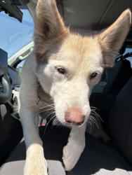 Reunited Unknown Dog last seen heart cry church, Queen Creek, AZ 85142