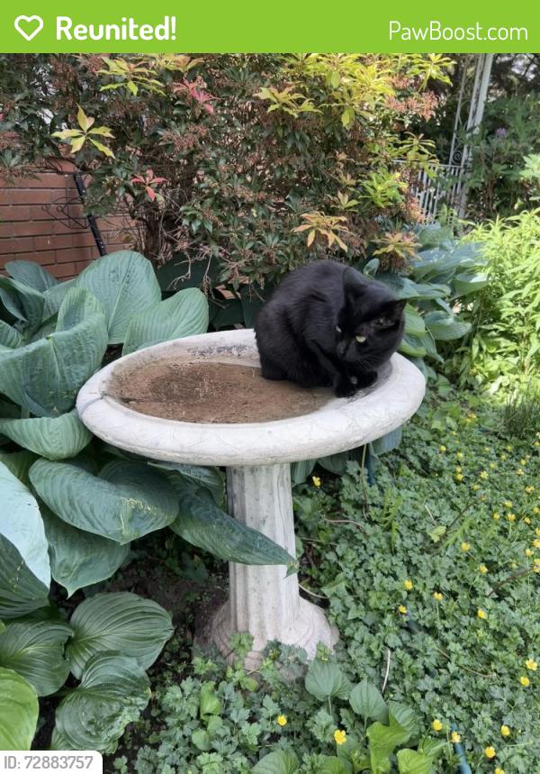 Reunited Female Cat last seen Ballantree Drive, Asheville, NC 28803, Asheville, NC 28803