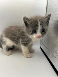 Shelter Stray Male Cat last seen Knoxville, TN 37920, Knoxville, TN 37919