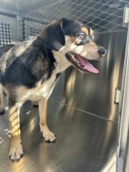 Shelter Stray Male Dog last seen Fort Worth, TX 76119, Fort Worth, TX 76119