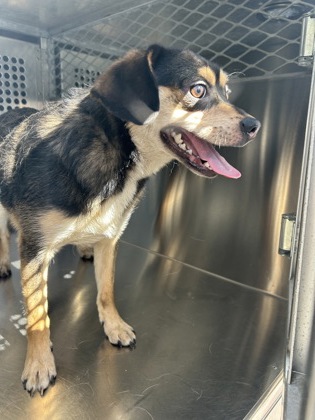 Shelter Stray Male Dog last seen Fort Worth, TX 76119, Fort Worth, TX 76119