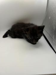 Shelter Stray Female Cat last seen Knoxville, TN 37920, Knoxville, TN 37919