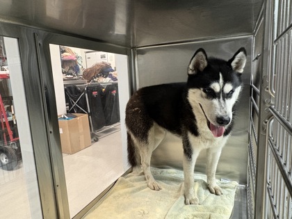 Shelter Stray Male Dog last seen Fort Worth, TX 76110, Fort Worth, TX 76119