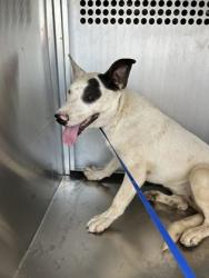 Shelter Stray Female Dog last seen Brownsville, TX 78521, Fort Worth, TX 76119
