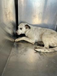 Shelter Stray Female Dog last seen Brownsville, TX 78521, Fort Worth, TX 76119