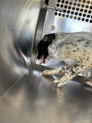 Shelter Stray Female Dog last seen Brownsville, TX 78521, Fort Worth, TX 76119