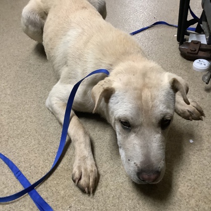 Shelter Stray Female Dog last seen Fort Worth, TX 76134, Fort Worth, TX 76119