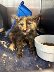 Shelter Stray Female Cat last seen Cleburne, TX , Cleburne, TX 76033