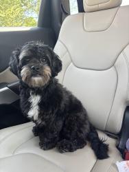 Found/Stray Male Dog last seen right behind homeland park elementary school, Anderson, SC 29624