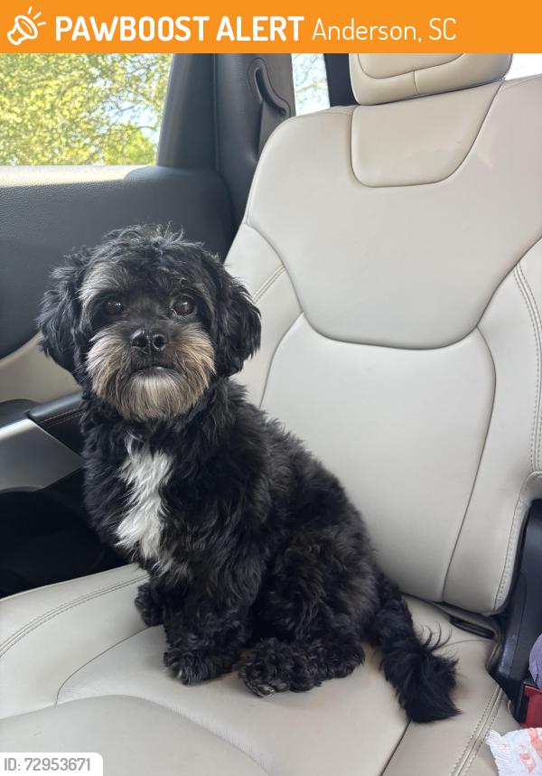 Found/Stray Male Dog last seen right behind homeland park elementary school, Anderson, SC 29624