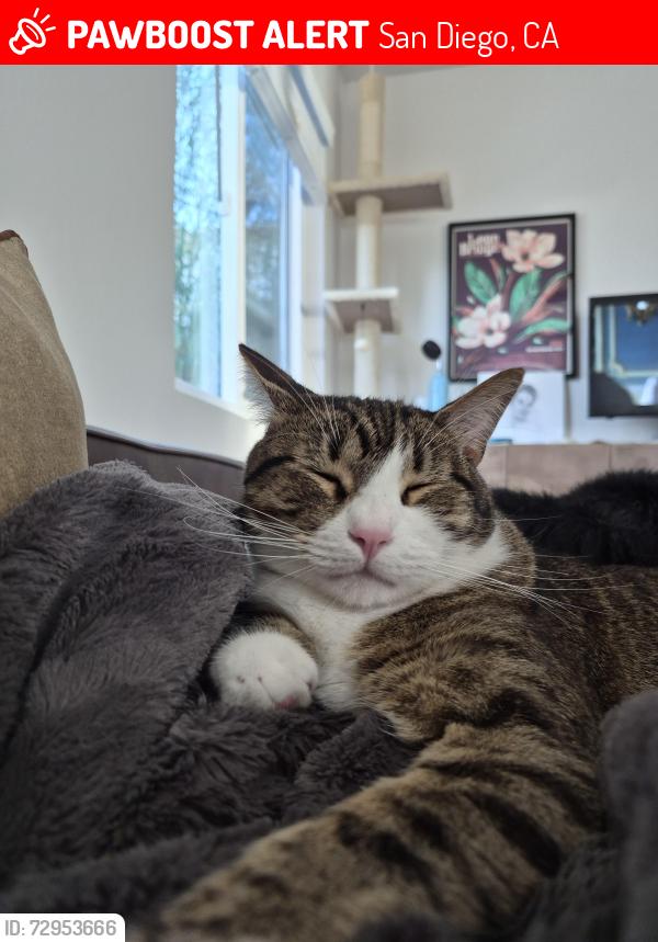 Lost Male Cat last seen 25th, San Diego, CA 92102