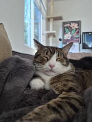 Lost Male Cat last seen 25th, San Diego, CA 92102