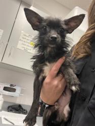 Shelter Stray Male Dog last seen Cleveland, OH 44108, Cleveland, OH 44102
