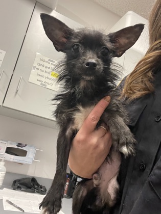 Shelter Stray Male Dog last seen Cleveland, OH 44108, Cleveland, OH 44102