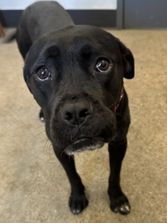 Shelter Stray Female Dog last seen , OH , Cleveland, OH 44102