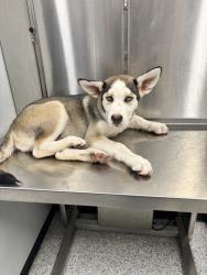 Shelter Stray Male Dog last seen Madisonville, TX 77864, Converse, TX 78109