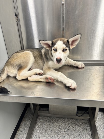 Shelter Stray Male Dog last seen Madisonville, TX 77864, Converse, TX 78109