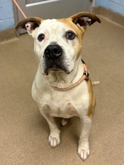 Shelter Stray Male Dog last seen Near Robert E Lee Blvd, 30083, GA, Atlanta, GA 30341