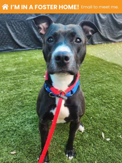 Shelter Stray Female Dog last seen Near Windsor mill, 21207, MD, Baltimore, MD 21230