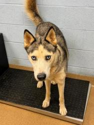 Shelter Stray Male Dog last seen Near Commons Cir, 30341, GA, Atlanta, GA 30341