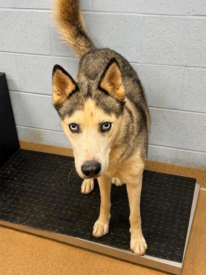 Shelter Stray Male Dog last seen Near Commons Cir, 30341, GA, Atlanta, GA 30341