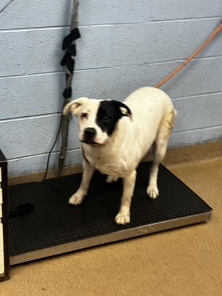 Shelter Stray Female Dog last seen Near Gossett Ct Lithonia, 30058, 30058, GA, Atlanta, GA 30341
