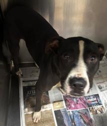 Shelter Stray Male Dog last seen Near Oakside Drive Stone Mountain, 30088, 30088, GA, Atlanta, GA 30341