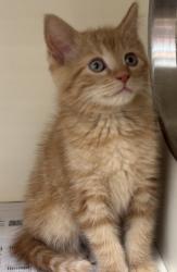 Shelter Stray Male Cat last seen Near Indian Creek Drive, Stone Mountain 30083, 30083, GA, Atlanta, GA 30341