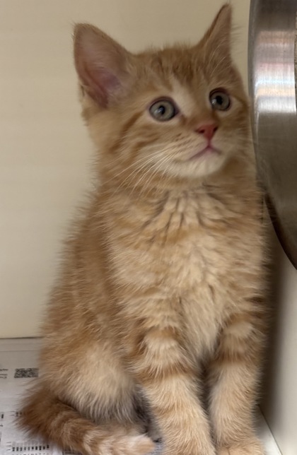 Shelter Stray Male Cat last seen Near Indian Creek Drive, Stone Mountain 30083, 30083, GA, Atlanta, GA 30341