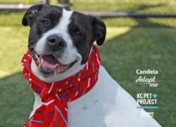 Shelter Stray Female Dog last seen Near E 7th Street, 64124, MO, Kansas City, MO 64132